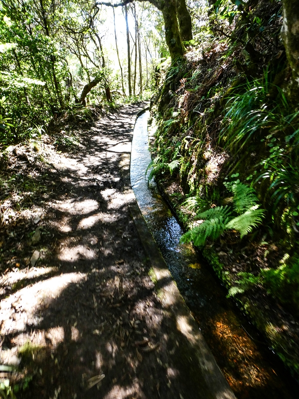 05.05.2019 Ribeira Funda - Vereda dos Castanheiros - Fanal - Levada dos Cedros - Tranquada - Ribeira Funda — Na Levada dos Cedros — foto 25
