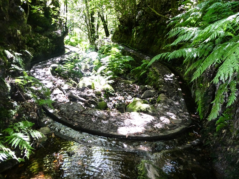 05.05.2019 Ribeira Funda - Vereda dos Castanheiros - Fanal - Levada dos Cedros - Tranquada - Ribeira Funda — Na Levada dos Cedros — foto 26