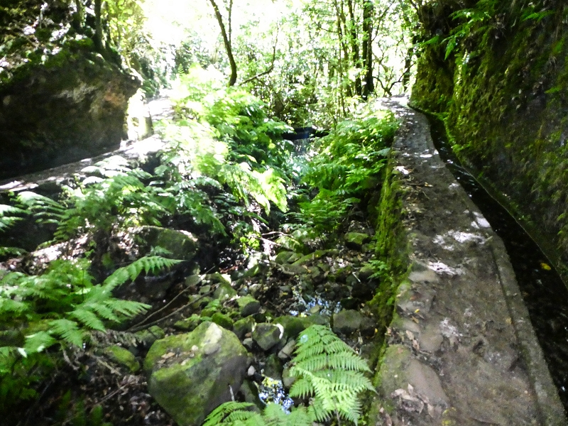 05.05.2019 Ribeira Funda - Vereda dos Castanheiros - Fanal - Levada dos Cedros - Tranquada - Ribeira Funda — Na Levada dos Cedros — foto 27