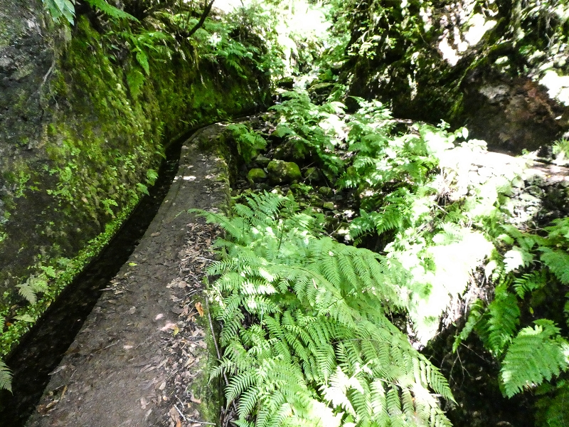 05.05.2019 Ribeira Funda - Vereda dos Castanheiros - Fanal - Levada dos Cedros - Tranquada - Ribeira Funda — Na Levada dos Cedros — foto 28