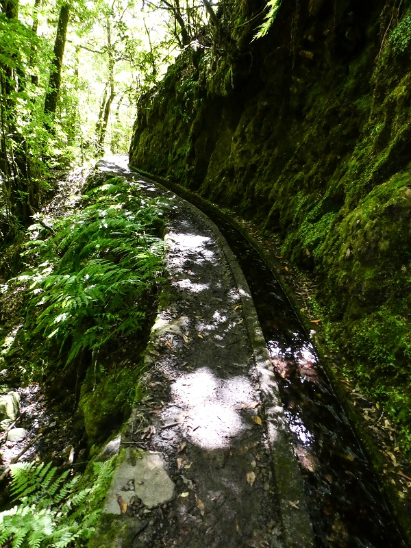 05.05.2019 Ribeira Funda - Vereda dos Castanheiros - Fanal - Levada dos Cedros - Tranquada - Ribeira Funda — Na Levada dos Cedros — foto 30