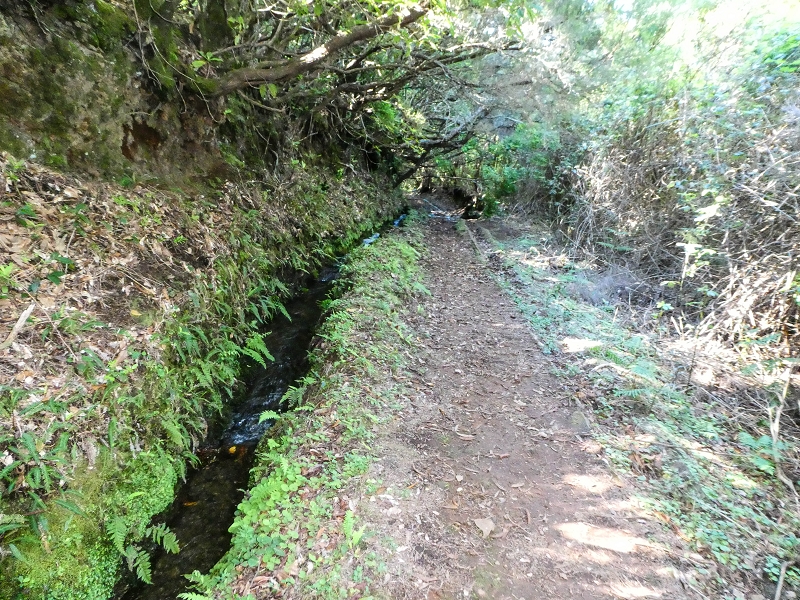 Levada dos Cedros — Secção 2: Continuação de Curral Falso em direção à Ribeira da Janela (PR-15) — foto 3
