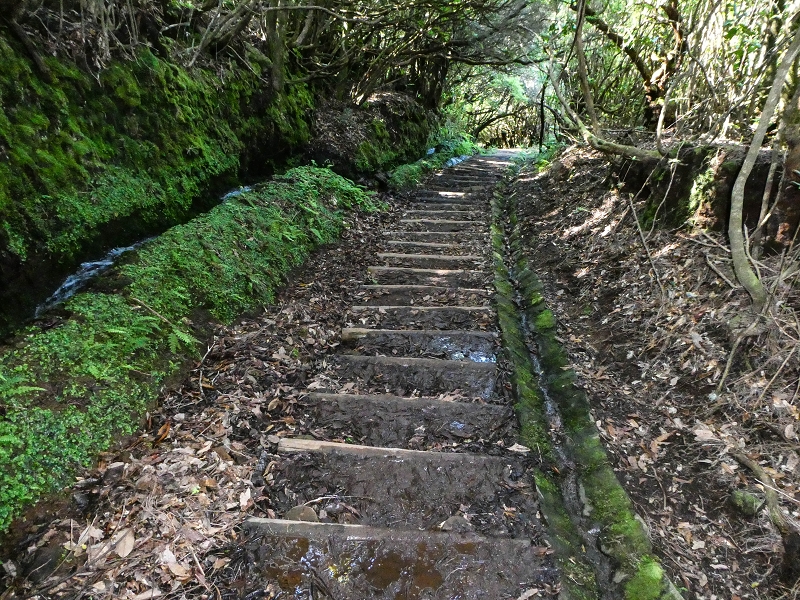 Levada dos Cedros — Secção 2: Continuação de Curral Falso em direção à Ribeira da Janela (PR-15) — foto 4