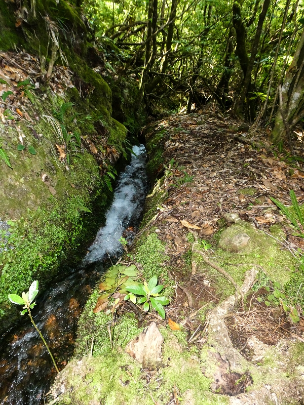 Levada dos Cedros — Secção 2: Continuação de Curral Falso em direção à Ribeira da Janela (PR-15) — foto 6