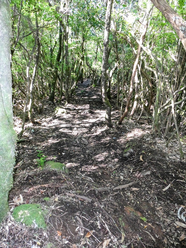 Levada dos Cedros — Secção 2: Continuação de Curral Falso em direção à Ribeira da Janela (PR-15) — foto 7
