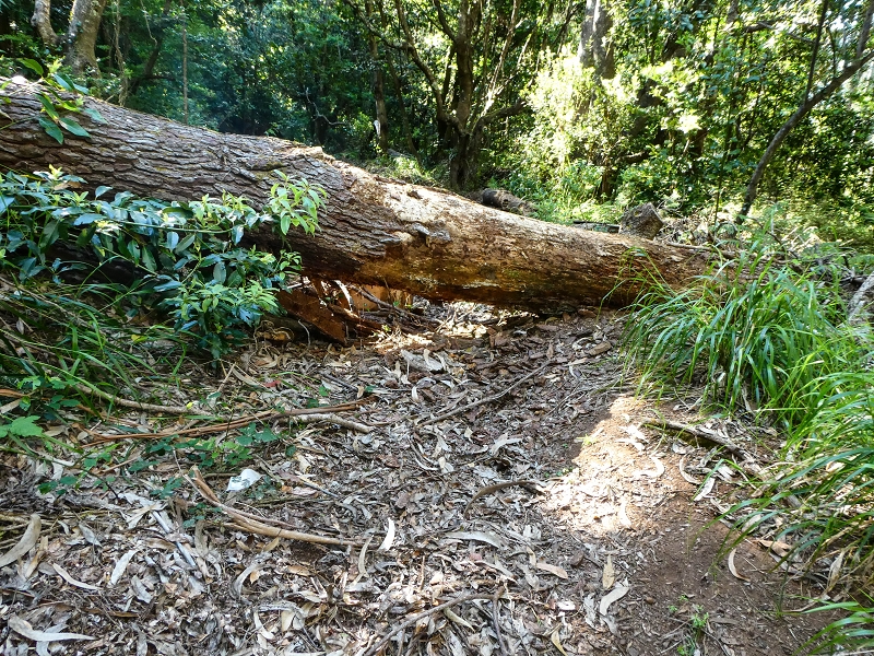 05.05.2019 Ribeira Funda - Vereda dos Castanheiros - Fanal - Levada dos Cedros - Tranquada - Ribeira Funda — Na Vereda da Tranquada — foto 2