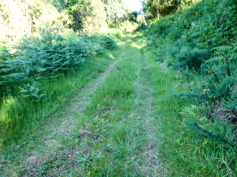 05.05.2019 Ribeira Funda - Vereda dos Castanheiros - Fanal - Levada dos Cedros - Tranquada - Ribeira Funda — Na Vereda da Tranquada — foto 3