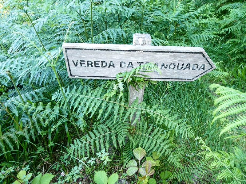 05.05.2019 Ribeira Funda - Vereda dos Castanheiros - Fanal - Levada dos Cedros - Tranquada - Ribeira Funda — Na Vereda da Tranquada — foto 4