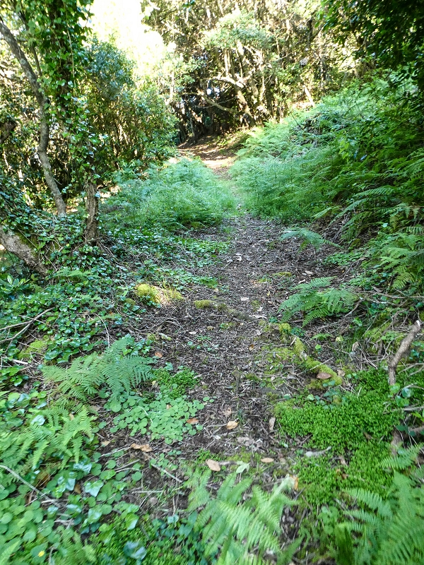 05.05.2019 Ribeira Funda - Vereda dos Castanheiros - Fanal - Levada dos Cedros - Tranquada - Ribeira Funda — Na Vereda da Tranquada — foto 5
