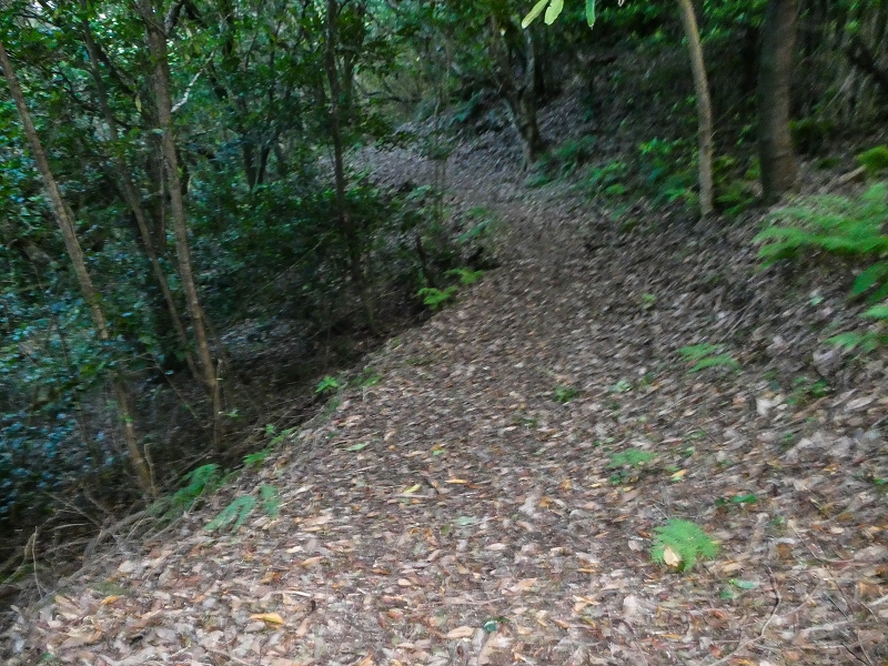 05.05.2019 Ribeira Funda - Vereda dos Castanheiros - Fanal - Levada dos Cedros - Tranquada - Ribeira Funda — Na Vereda da Tranquada — foto 6