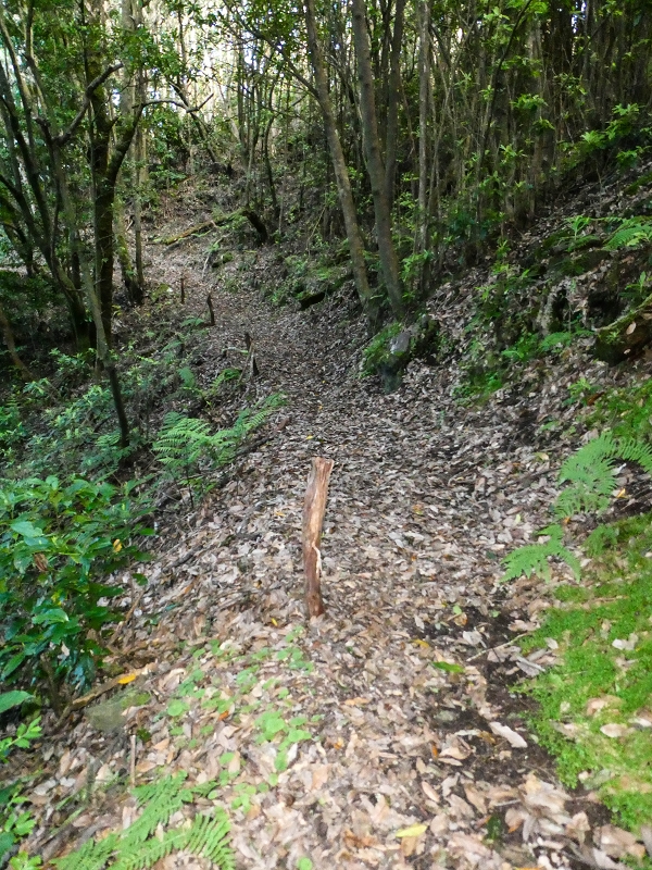 05.05.2019 Ribeira Funda - Vereda dos Castanheiros - Fanal - Levada dos Cedros - Tranquada - Ribeira Funda — Na Vereda da Tranquada — foto 7
