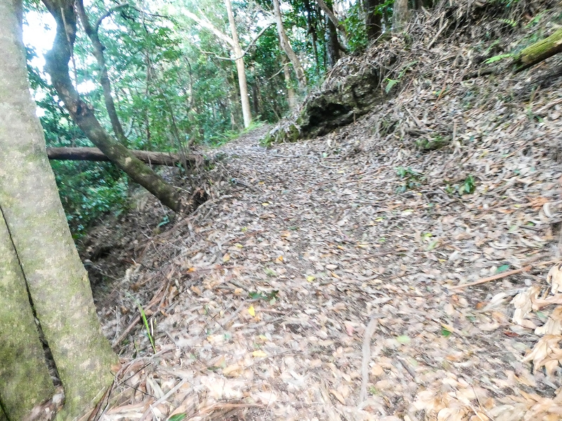 05.05.2019 Ribeira Funda - Vereda dos Castanheiros - Fanal - Levada dos Cedros - Tranquada - Ribeira Funda — Na Vereda da Tranquada — foto 8