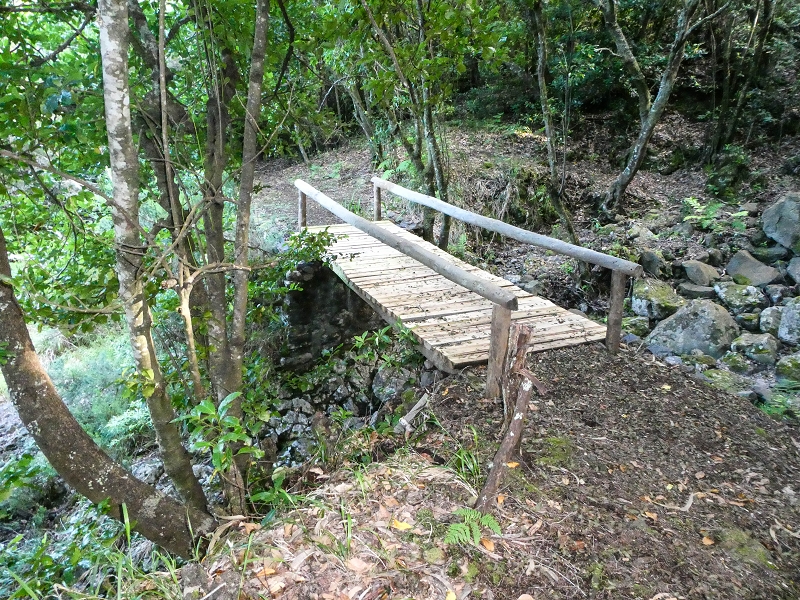 05.05.2019 Ribeira Funda - Vereda dos Castanheiros - Fanal - Levada dos Cedros - Tranquada - Ribeira Funda — Na Vereda da Tranquada — foto 11