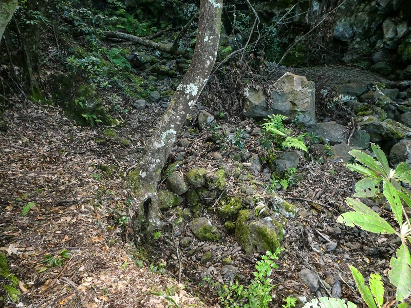 05.05.2019 Ribeira Funda - Vereda dos Castanheiros - Fanal - Levada dos Cedros - Tranquada - Ribeira Funda — Na Vereda da Tranquada — foto 14