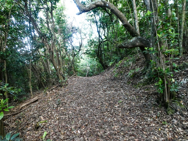 05.05.2019 Ribeira Funda - Vereda dos Castanheiros - Fanal - Levada dos Cedros - Tranquada - Ribeira Funda — Na Vereda da Tranquada — foto 15