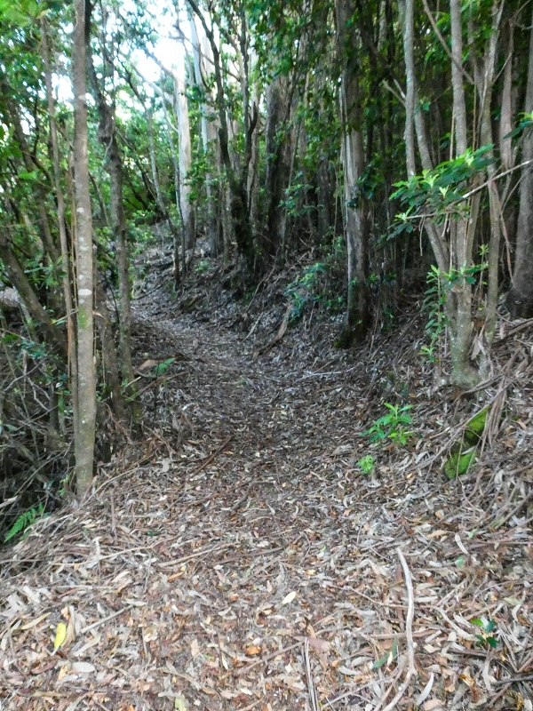 05.05.2019 Ribeira Funda - Vereda dos Castanheiros - Fanal - Levada dos Cedros - Tranquada - Ribeira Funda — Na Vereda da Tranquada — foto 16