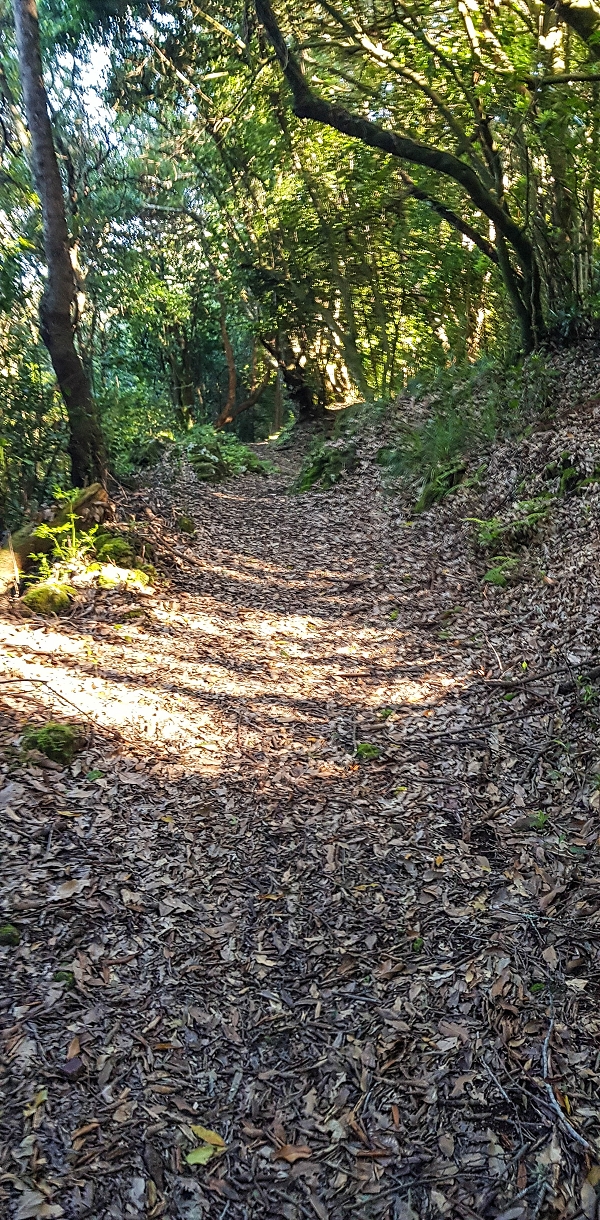 05.05.2019 Ribeira Funda - Vereda dos Castanheiros - Fanal - Levada dos Cedros - Tranquada - Ribeira Funda — Na Vereda da Tranquada — foto 17