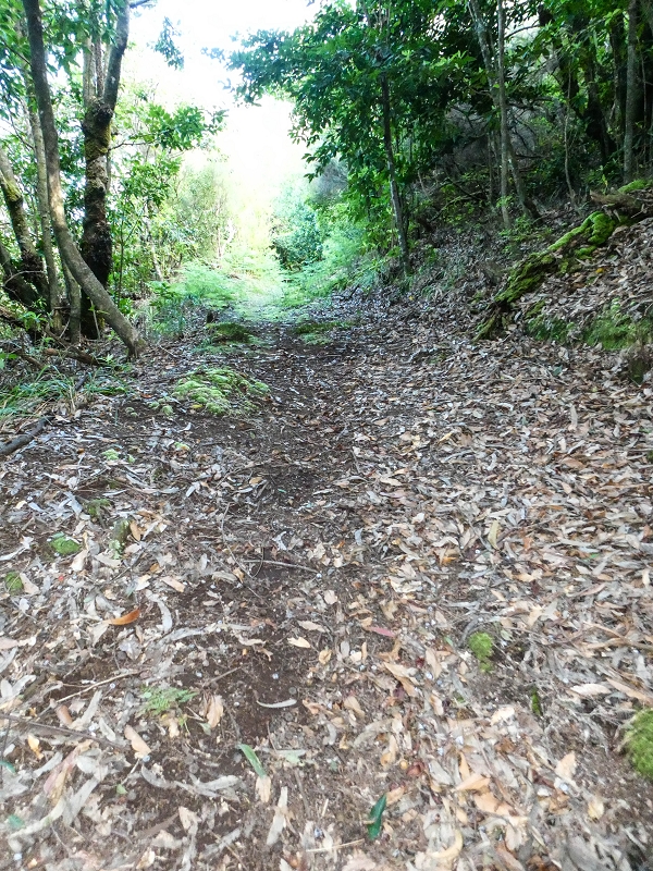 05.05.2019 Ribeira Funda - Vereda dos Castanheiros - Fanal - Levada dos Cedros - Tranquada - Ribeira Funda — Na Vereda da Tranquada — foto 18