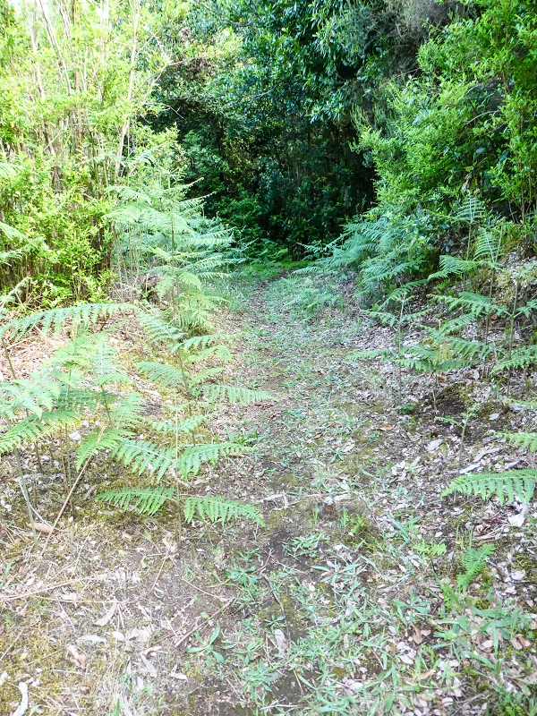 05.05.2019 Ribeira Funda - Vereda dos Castanheiros - Fanal - Levada dos Cedros - Tranquada - Ribeira Funda — Na Vereda da Tranquada — foto 19