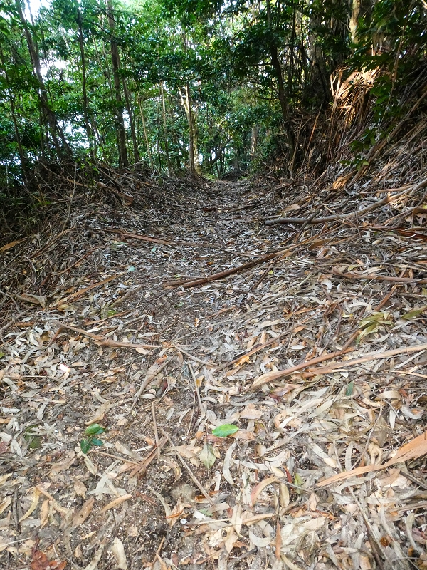 05.05.2019 Ribeira Funda - Vereda dos Castanheiros - Fanal - Levada dos Cedros - Tranquada - Ribeira Funda — Na Vereda da Tranquada — foto 22