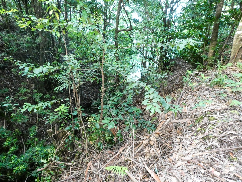 05.05.2019 Ribeira Funda - Vereda dos Castanheiros - Fanal - Levada dos Cedros - Tranquada - Ribeira Funda — Na Vereda da Tranquada — foto 23