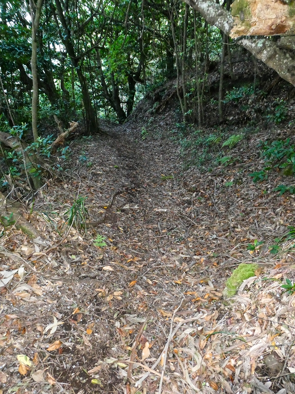 05.05.2019 Ribeira Funda - Vereda dos Castanheiros - Fanal - Levada dos Cedros - Tranquada - Ribeira Funda — Na Vereda da Tranquada — foto 24