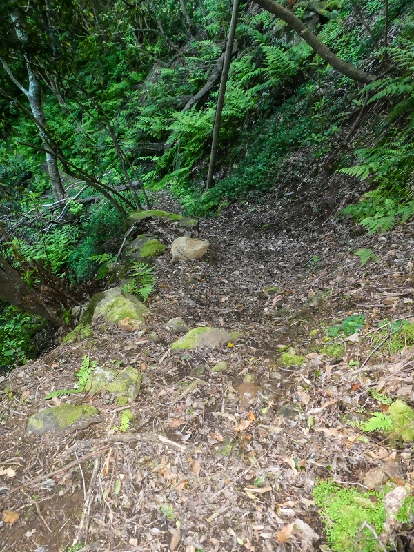 05.05.2019 Ribeira Funda - Vereda dos Castanheiros - Fanal - Levada dos Cedros - Tranquada - Ribeira Funda — Na Vereda da Tranquada — foto 25