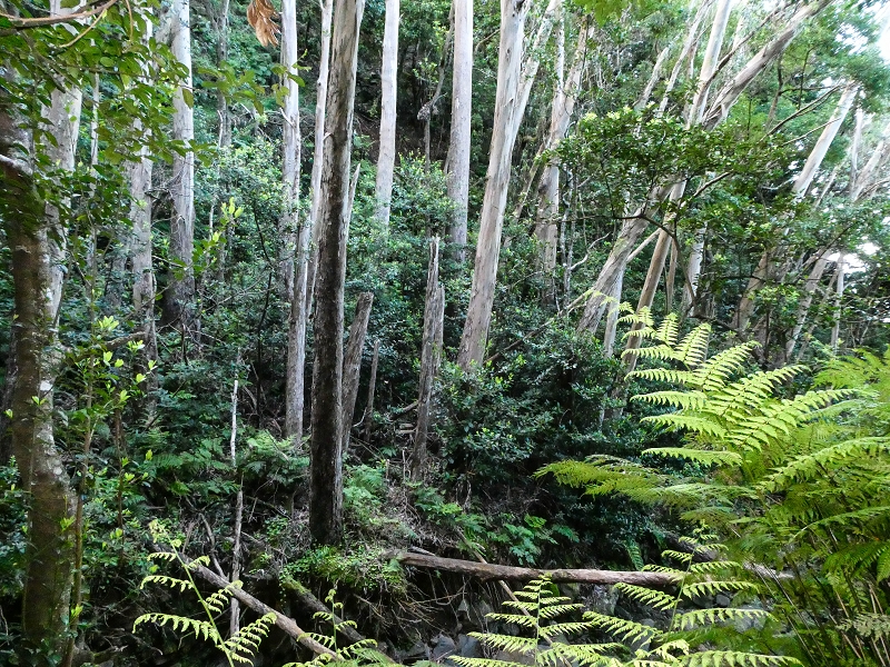 05.05.2019 Ribeira Funda - Vereda dos Castanheiros - Fanal - Levada dos Cedros - Tranquada - Ribeira Funda — Na Vereda da Tranquada — foto 27