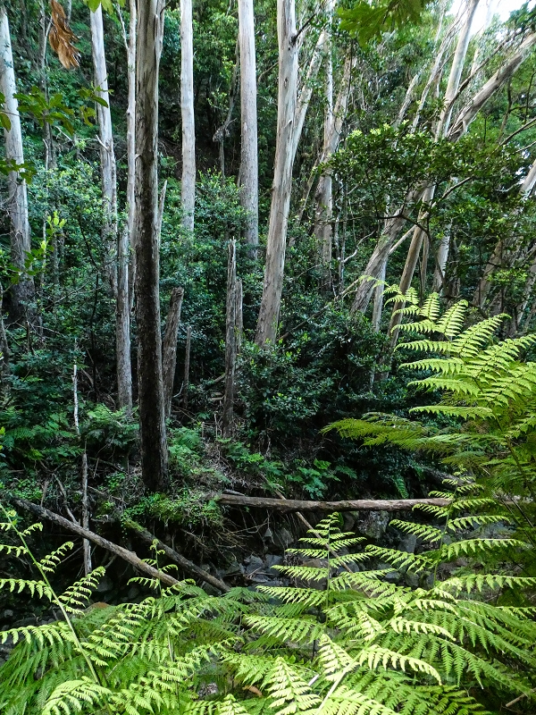 05.05.2019 Ribeira Funda - Vereda dos Castanheiros - Fanal - Levada dos Cedros - Tranquada - Ribeira Funda — Na Vereda da Tranquada — foto 28