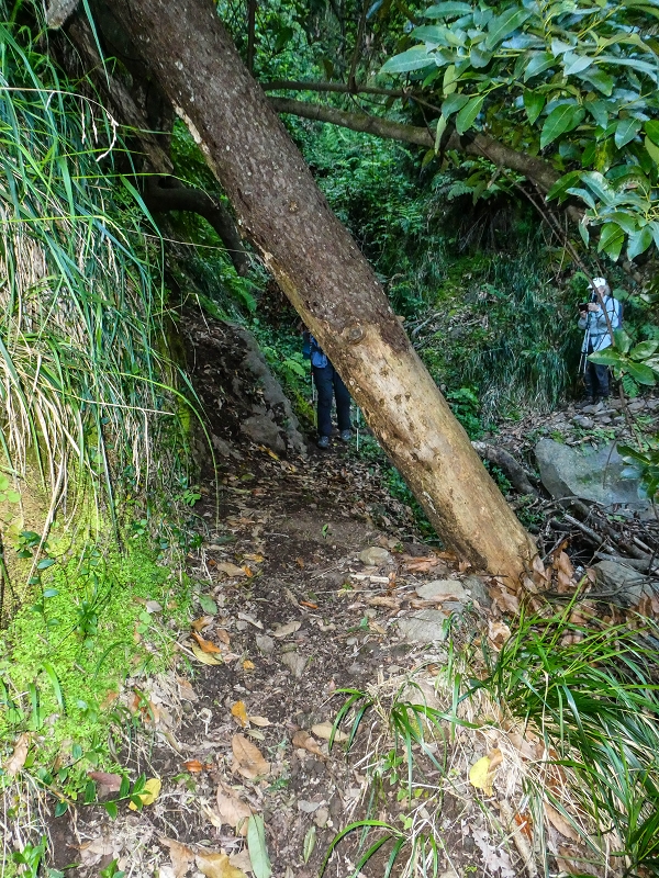 05.05.2019 Ribeira Funda - Vereda dos Castanheiros - Fanal - Levada dos Cedros - Tranquada - Ribeira Funda — Descida para Ribeira Funda — foto 1
