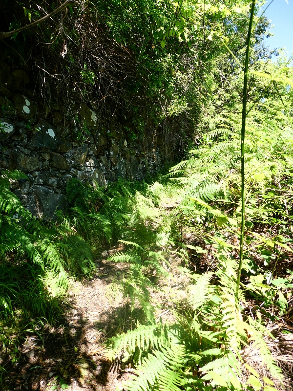05.05.2019 Ribeira Funda - Vereda dos Castanheiros - Fanal - Levada dos Cedros - Tranquada - Ribeira Funda — Até à passagem da Ribeira do Passo — foto 6
