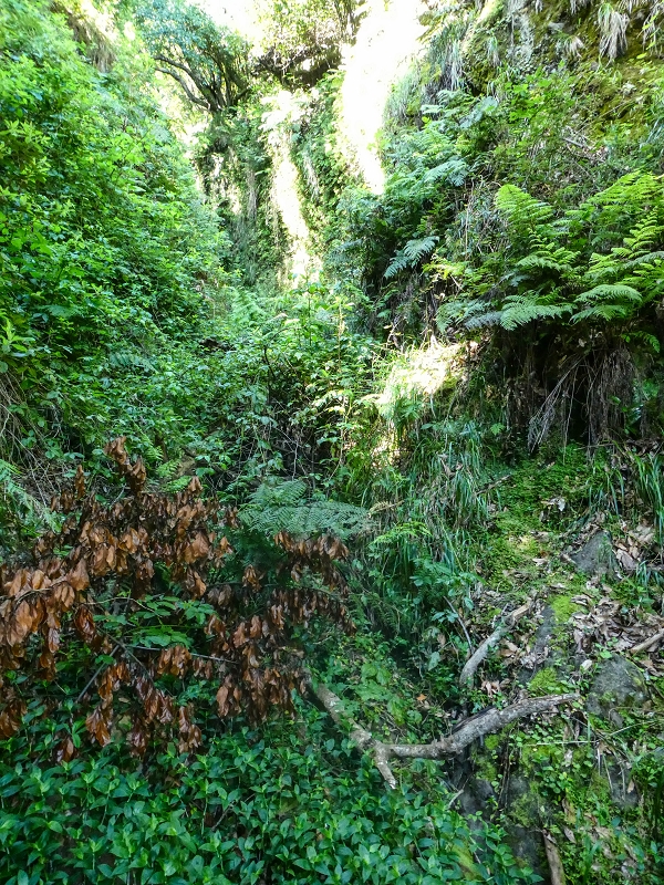 05.05.2019 Ribeira Funda - Vereda dos Castanheiros - Fanal - Levada dos Cedros - Tranquada - Ribeira Funda — Até à passagem da Ribeira do Passo — foto 8