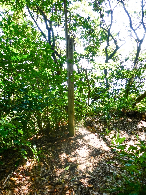 05.05.2019 Ribeira Funda - Vereda dos Castanheiros - Fanal - Levada dos Cedros - Tranquada - Ribeira Funda — Até à passagem da Ribeira do Passo — foto 11