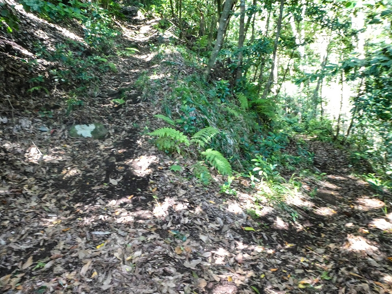 05.05.2019 Ribeira Funda - Vereda dos Castanheiros - Fanal - Levada dos Cedros - Tranquada - Ribeira Funda — Seguindo na íngreme Vereda dos Castanheiros — foto 1
