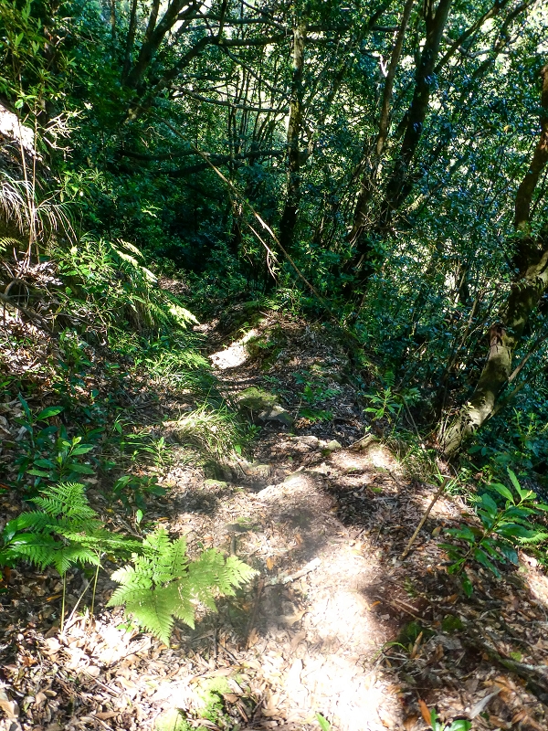 05.05.2019 Ribeira Funda - Vereda dos Castanheiros - Fanal - Levada dos Cedros - Tranquada - Ribeira Funda — Seguindo na íngreme Vereda dos Castanheiros — foto 2