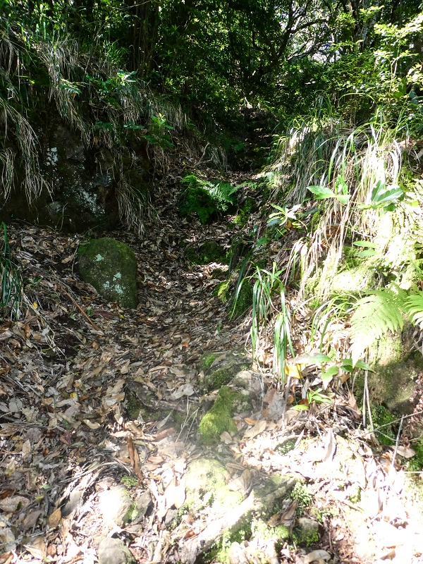 05.05.2019 Ribeira Funda - Vereda dos Castanheiros - Fanal - Levada dos Cedros - Tranquada - Ribeira Funda — Seguindo na íngreme Vereda dos Castanheiros — foto 3