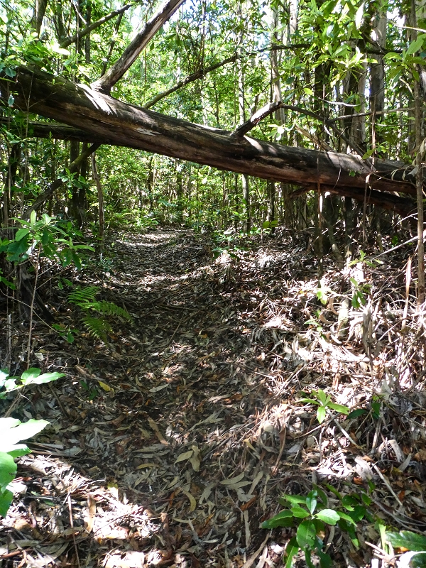 05.05.2019 Ribeira Funda - Vereda dos Castanheiros - Fanal - Levada dos Cedros - Tranquada - Ribeira Funda — Seguindo na íngreme Vereda dos Castanheiros — foto 4