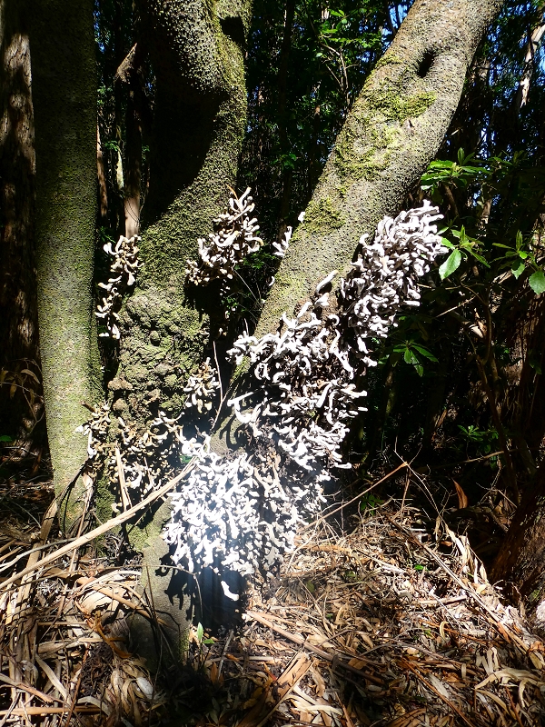 05.05.2019 Ribeira Funda - Vereda dos Castanheiros - Fanal - Levada dos Cedros - Tranquada - Ribeira Funda — Seguindo na íngreme Vereda dos Castanheiros — foto 6