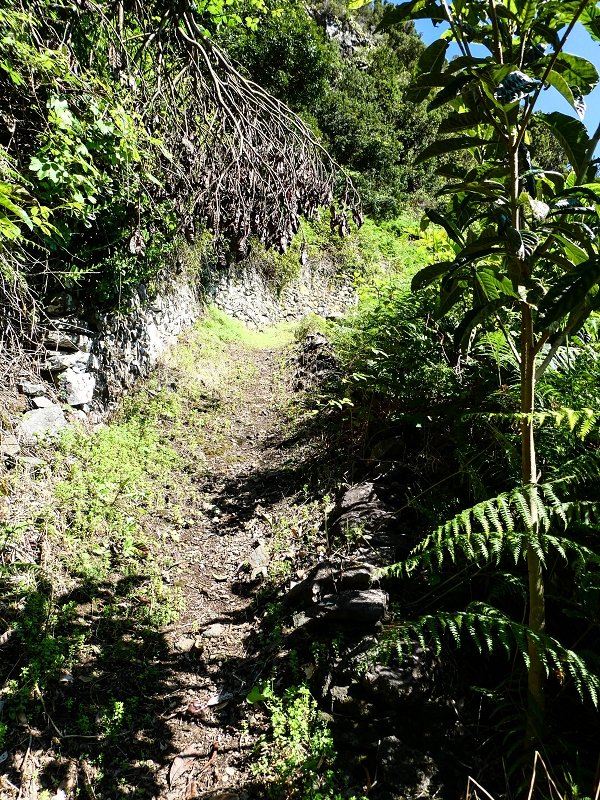 05.05.2019 Ribeira Funda - Vereda dos Castanheiros - Fanal - Levada dos Cedros - Tranquada - Ribeira Funda — Subida de Ribeira Funda à Vereda da Tranquada — foto 3