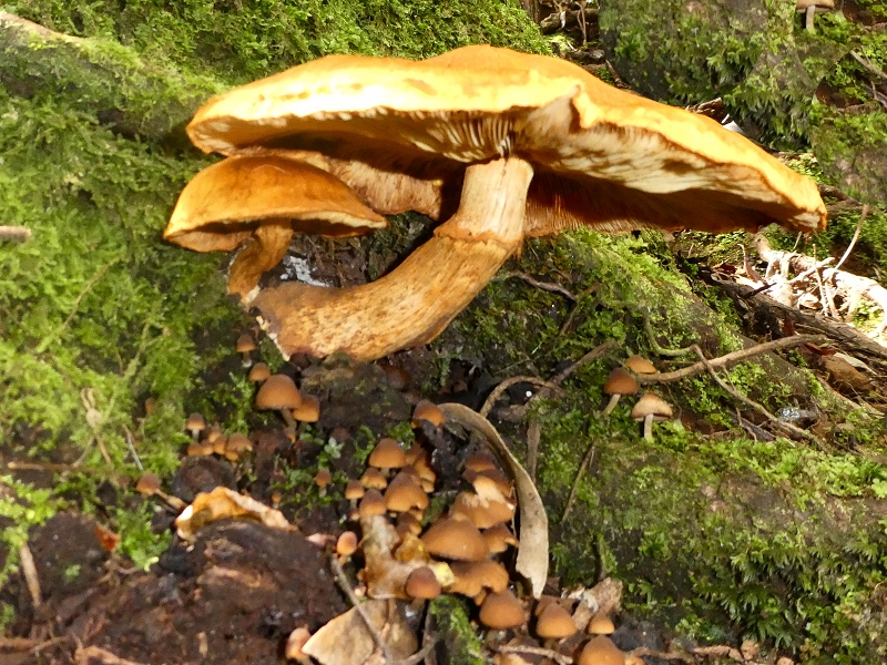 05.05.2019 Ribeira Funda - Vereda dos Castanheiros - Fanal - Levada dos Cedros - Tranquada - Ribeira Funda — Seguindo na íngreme Vereda dos Castanheiros — foto 7