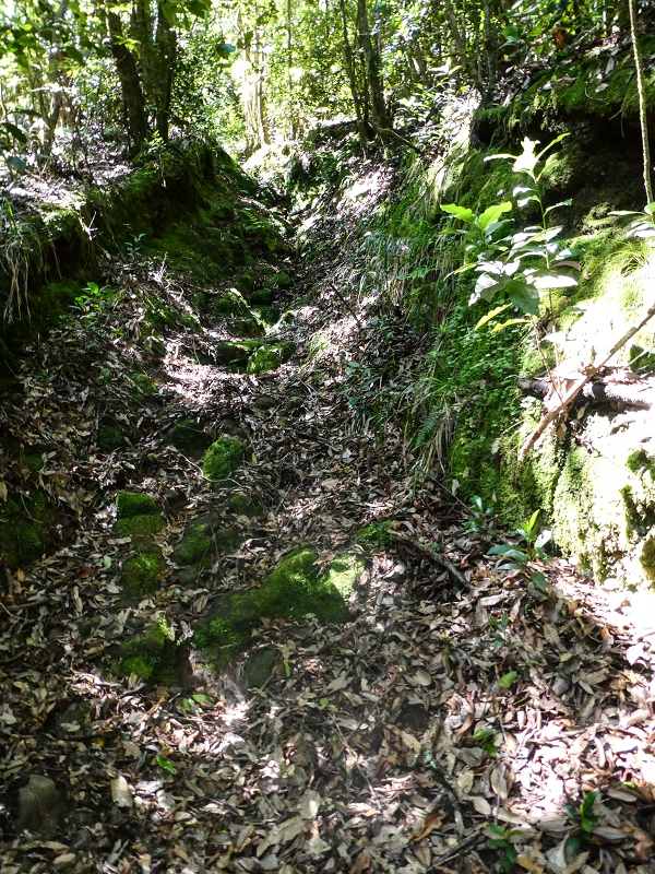 05.05.2019 Ribeira Funda - Vereda dos Castanheiros - Fanal - Levada dos Cedros - Tranquada - Ribeira Funda — Seguindo na íngreme Vereda dos Castanheiros — foto 8