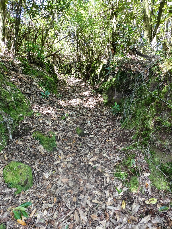 05.05.2019 Ribeira Funda - Vereda dos Castanheiros - Fanal - Levada dos Cedros - Tranquada - Ribeira Funda — Seguindo na íngreme Vereda dos Castanheiros — foto 9