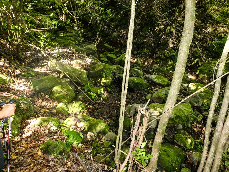 05.05.2019 Ribeira Funda - Vereda dos Castanheiros - Fanal - Levada dos Cedros - Tranquada - Ribeira Funda — Seguindo na íngreme Vereda dos Castanheiros — foto 10