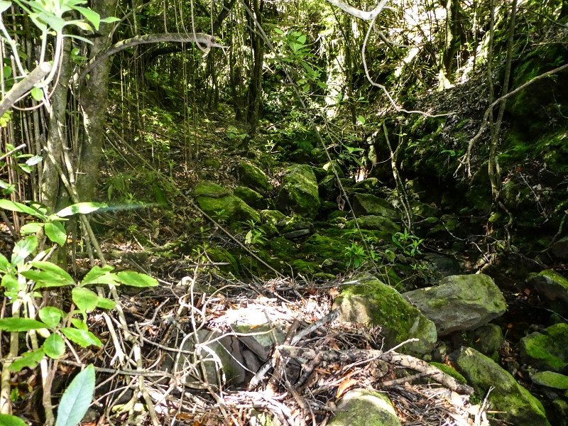 05.05.2019 Ribeira Funda - Vereda dos Castanheiros - Fanal - Levada dos Cedros - Tranquada - Ribeira Funda — Seguindo na íngreme Vereda dos Castanheiros — foto 11