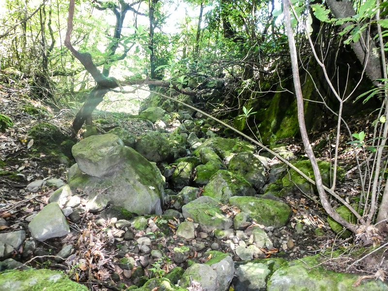 05.05.2019 Ribeira Funda - Vereda dos Castanheiros - Fanal - Levada dos Cedros - Tranquada - Ribeira Funda — Seguindo na íngreme Vereda dos Castanheiros — foto 12