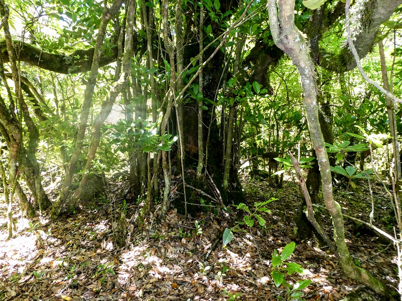 05.05.2019 Ribeira Funda - Vereda dos Castanheiros - Fanal - Levada dos Cedros - Tranquada - Ribeira Funda — Seguindo na íngreme Vereda dos Castanheiros — foto 13