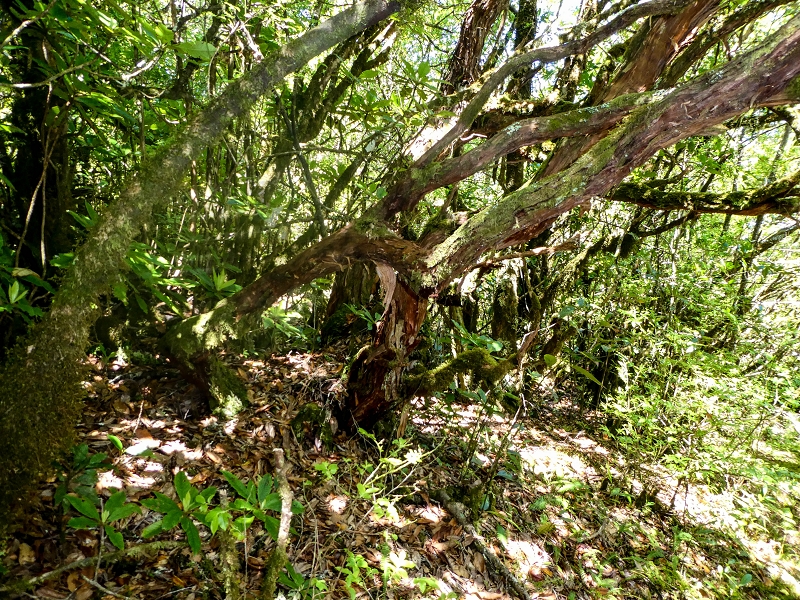 05.05.2019 Ribeira Funda - Vereda dos Castanheiros - Fanal - Levada dos Cedros - Tranquada - Ribeira Funda — Seguindo na íngreme Vereda dos Castanheiros — foto 14