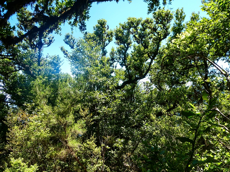 05.05.2019 Ribeira Funda - Vereda dos Castanheiros - Fanal - Levada dos Cedros - Tranquada - Ribeira Funda — Seguindo na íngreme Vereda dos Castanheiros — foto 15