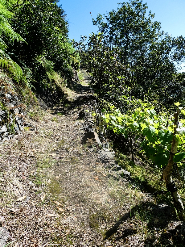 05.05.2019 Ribeira Funda - Vereda dos Castanheiros - Fanal - Levada dos Cedros - Tranquada - Ribeira Funda — Subida de Ribeira Funda à Vereda da Tranquada — foto 4