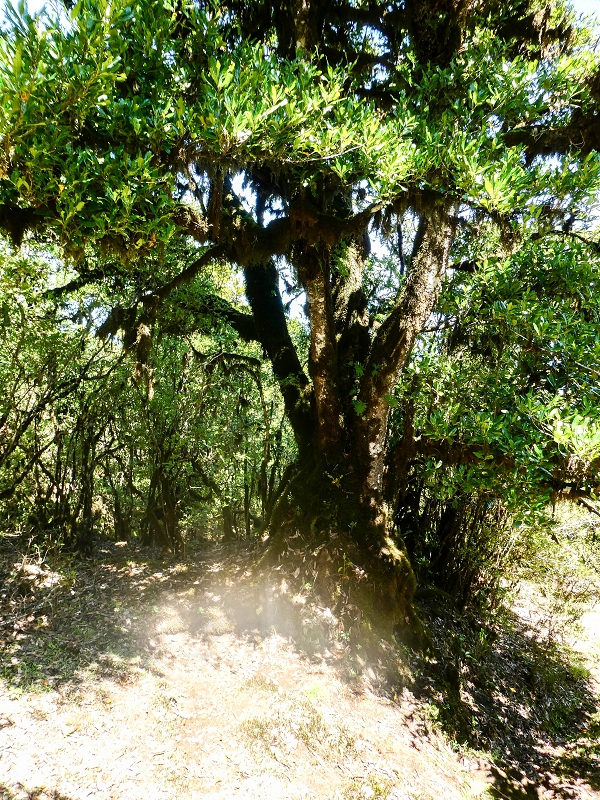 05.05.2019 Ribeira Funda - Vereda dos Castanheiros - Fanal - Levada dos Cedros - Tranquada - Ribeira Funda — Seguindo na íngreme Vereda dos Castanheiros — foto 17